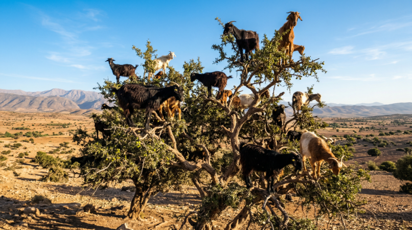 Argan Tree-Climbing Goats Morning Tour From Agadir
