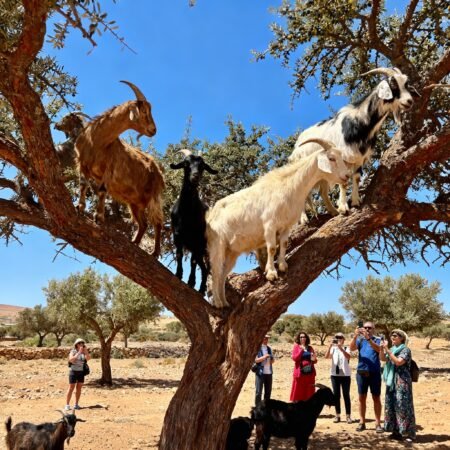 Argan Tree-Climbing Goats Morning Tour From Agadir